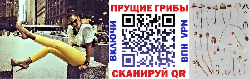 купить   Окуловка  Псилоцибиновые грибы прущие грибы 
